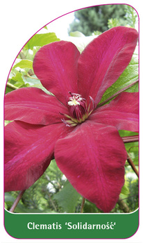 Clematis 'Solidarnosc'