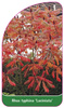 Rhus typhina 'Laciniata'