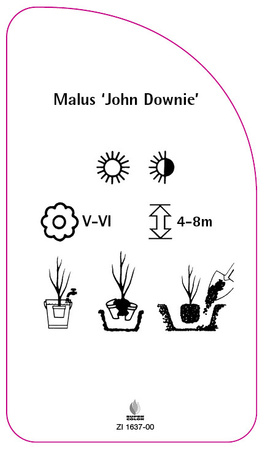 Malus 'John Downie'