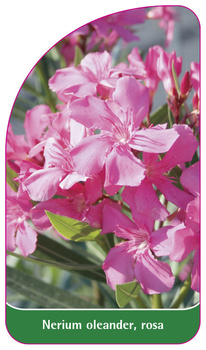 Nerium oleander, rosa