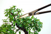 Nożyczki Bonsai 206 OKATSUNE