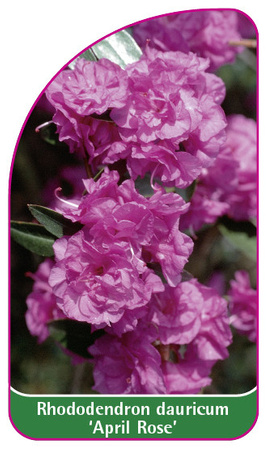 Rhododendron dauricum 'April Rose'