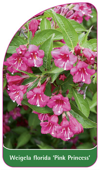 Weigela florida 'Pink Princess'