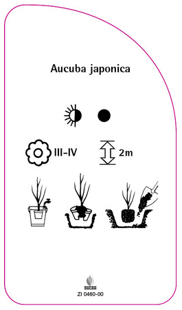 Aucuba japonica