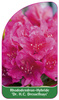 Rhododendron-Hybride 'Dr. H. C. Dresselhuys'