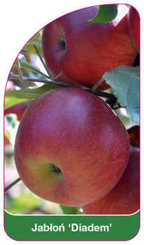 Jablon 'Diadem'