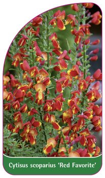 Cytisus scoparius 'Red Favorite'