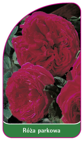 Róza parkowa Nr. 405