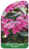 Hydrangea macrophylla 'Kardinal'
