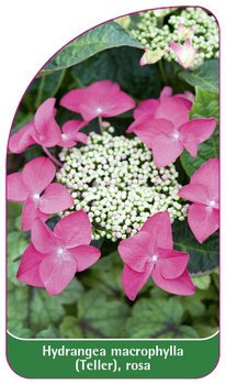 Hydrangea macrophylla (Teller), rosa