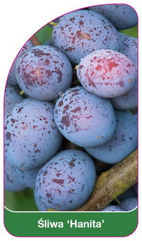 Sliwa 'Hanita'