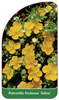 Potentilla fruticosa 'Jolina'