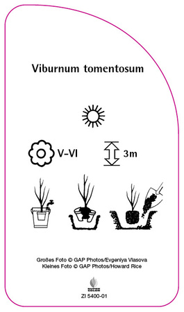 Viburnum tomentosum