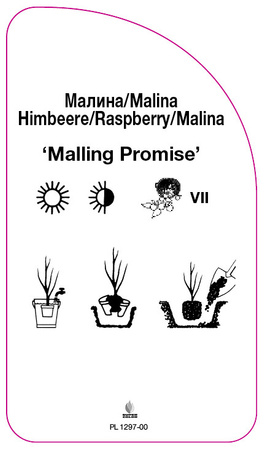 Malina 'Malling Promise'