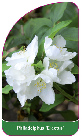 Philadelphus "Erectus