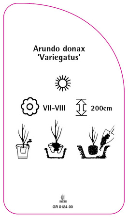 Arundo donax 'Variegatus'