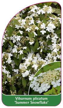 Viburnum plicatum 'Summer Snowflake'-Copy