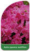 Azalea japonica multiflora