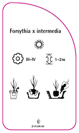 Forsythia x intermedia