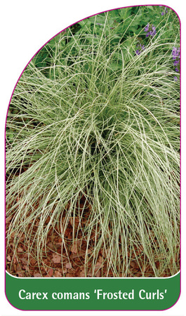 Carex comans 'Frosted Curls'