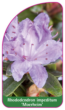 Rhododendron impeditum 'Moerheim'