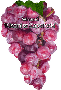 Kishmish Zaporozhsky viță de vie