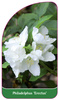 Philadelphus "Erectus