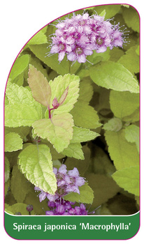 Spiraea japonica 'Macrophylla'