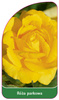 Park rose nr. 400