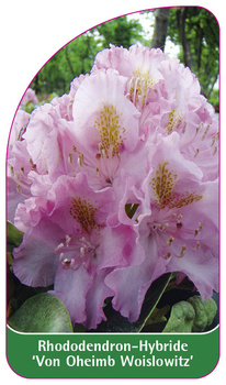 Rhododendron-Hybride 'Von Oheimb Woislowitz'