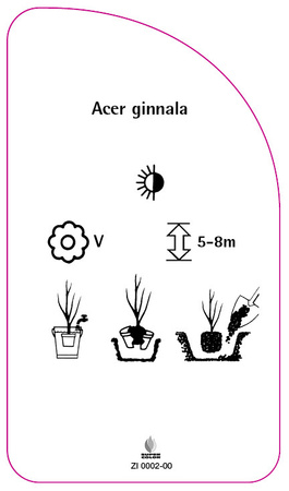 Acer ginnala