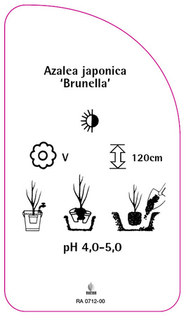 Azalea japonica 'Brunella'