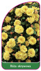 Róza okrywowa Nr. 305