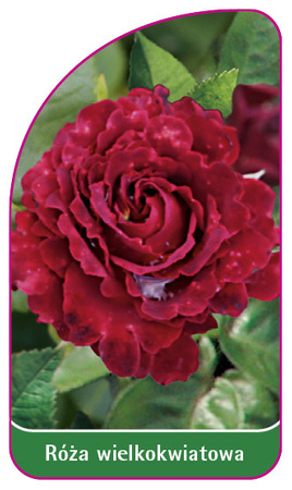Großblütige Rose Nr. 233