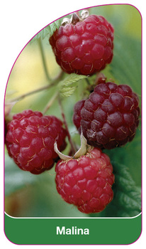 Raspberry