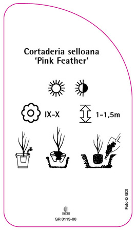 Cortaderia selloana 'Pink Feather'