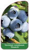 Vaccinium corymbosum 'Elizabeth'