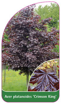 Acer platanoides 'Crimson King'