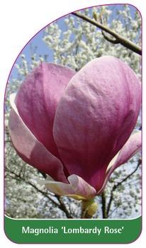 Magnolia 'Lombardy Rose'