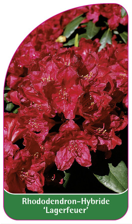 Rhododendron-Hybride 'Lagerfeuer'