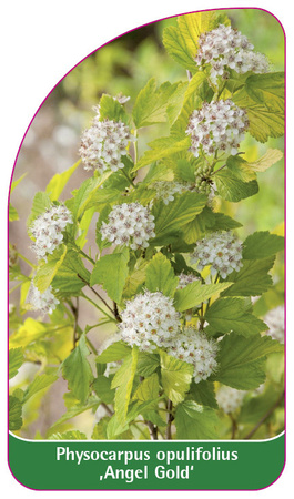 Physocarpus opulifolius ,Angel Gold'