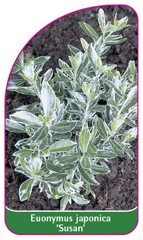 Euonymus japonica 'Susan'