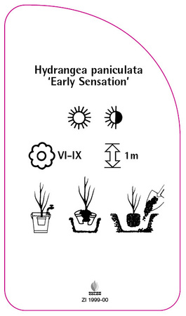 Hydrangea paniculata 'Early Sensation'