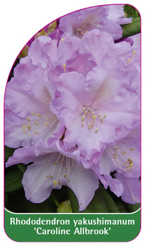 Rhododendron yakushimanum 'Caroline Allbrook'