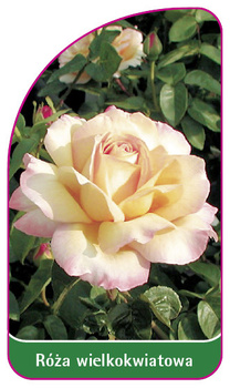 Róza wielkokwiatowa Nr. 213