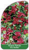 Weigela Hybride 'Eva Rathke'
