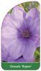 Clematis 'Regina'