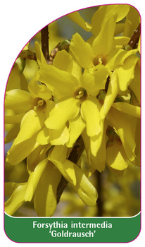 Forsythia intermedia 'Goldrausch'