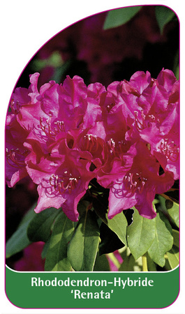 Rhododendron-Hybride 'Renata'