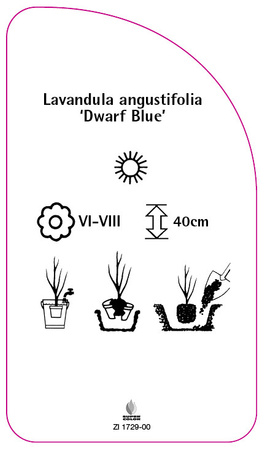 Lavandula angustifolia 'Dwarf Blue'